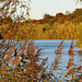 lee valley nature reserve, essex