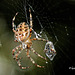 IMG 0361 Araignée   (Araneus diadematus) BLOG