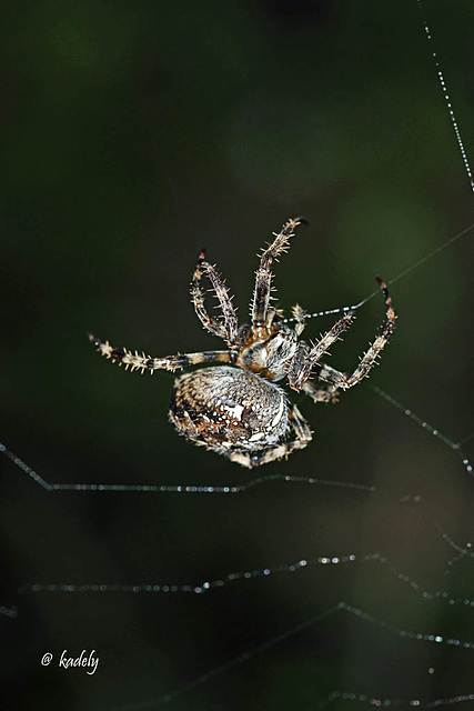 IMG 0375 Araignée   (Araneus diadematus) BLOG