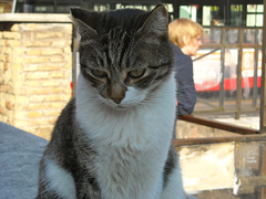 Gatto di Roma