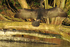 lee valley nature reserve, essex