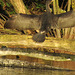 lee valley nature reserve, essex