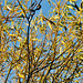 lee valley nature reserve, essex