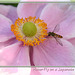 Hover-fly on Japanese Anemone