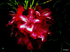 Rhododendron