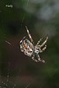 IMG 0377 Araignée   (Araneus diadematus) BLOG