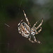 IMG 0377 Araignée   (Araneus diadematus) BLOG