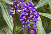 Purple Pods – Botanical Garden, Montréal, Québec