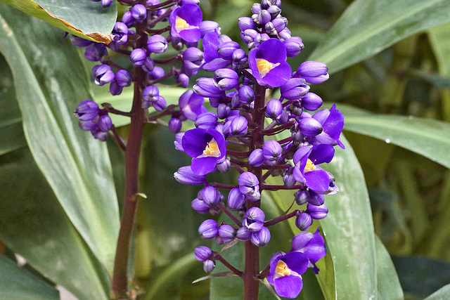 Purple Pods – Botanical Garden, Montréal, Québec
