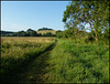 path to the clumps