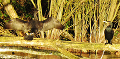 lee valley nature reserve, essex