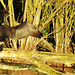 lee valley nature reserve, essex