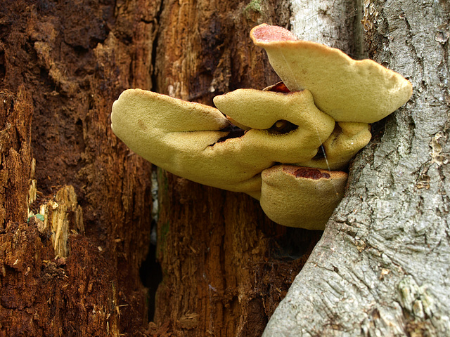 The World of Fungi