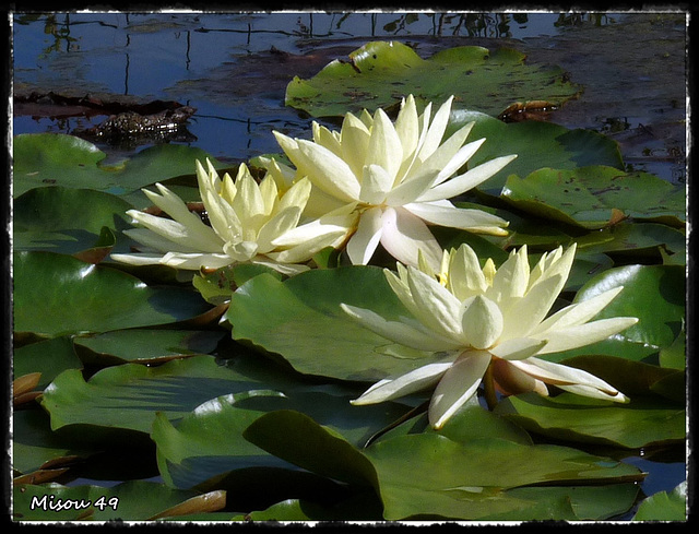 JARDINS du LORIOT-VENDEE