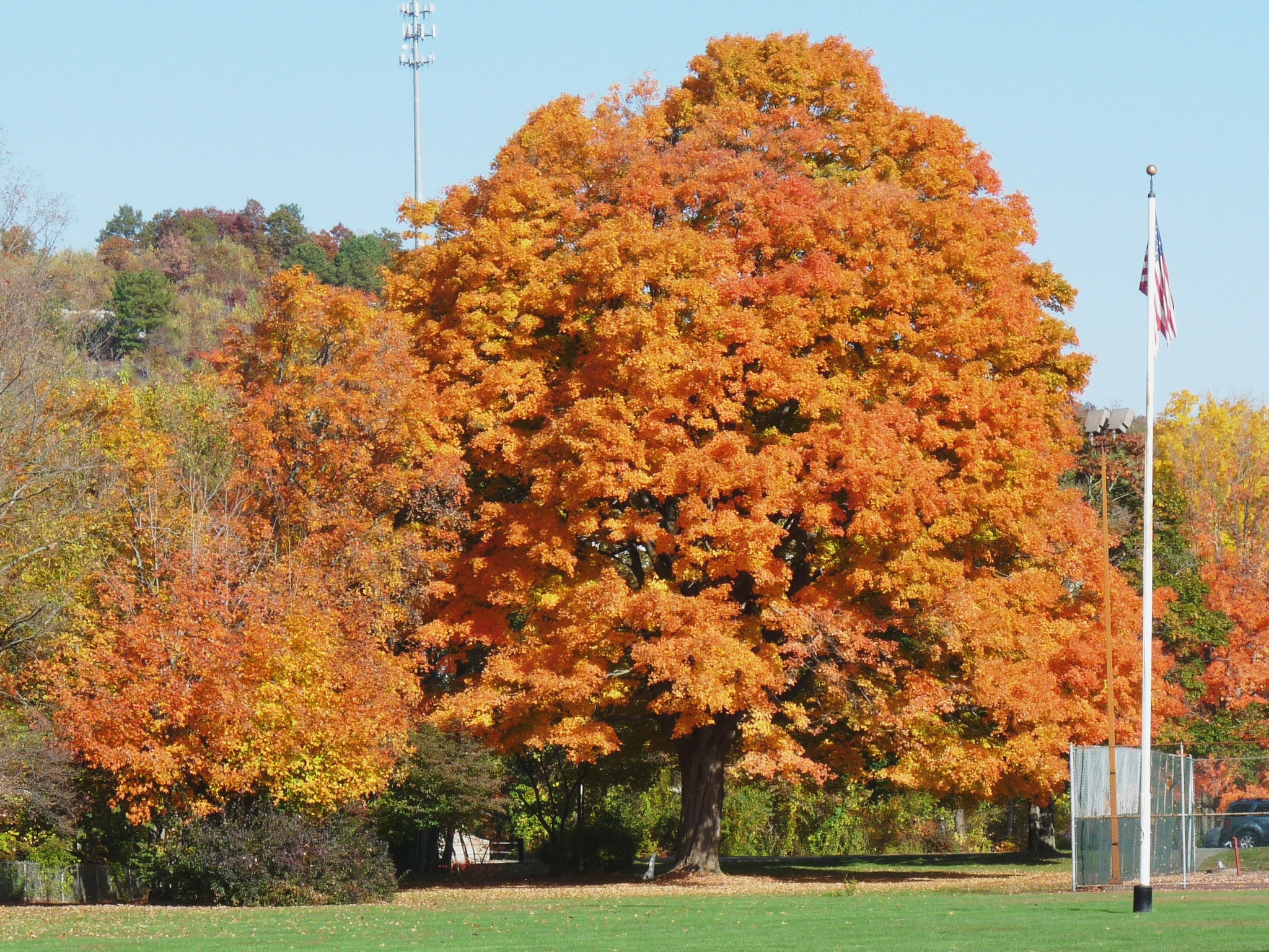 noplace does foliage like New England