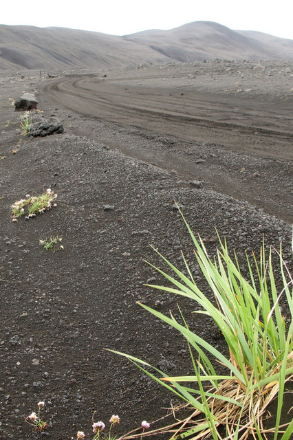 Un peu de vert sur le gris (Islande)