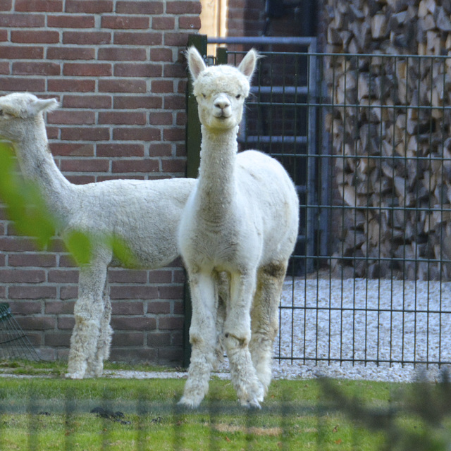 Alpaca