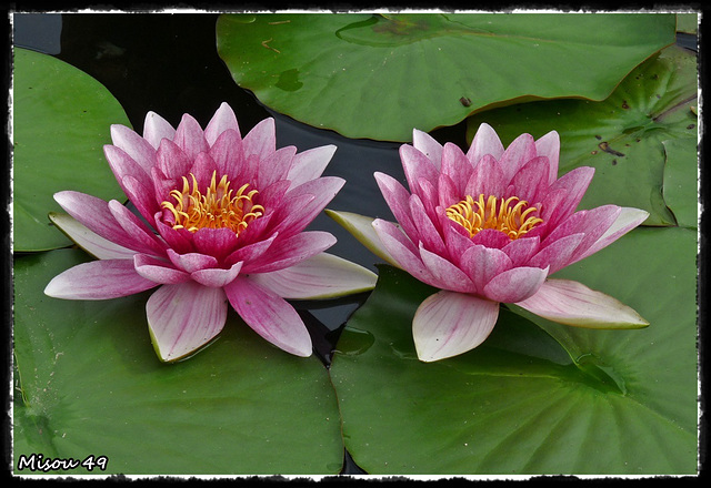 JARDINS du LORIOT-VENDEE