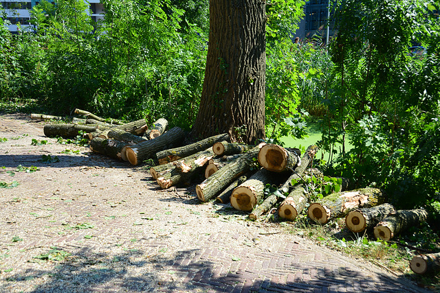 Branches of the tree