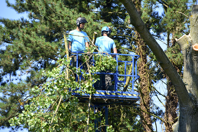 Tree cutters