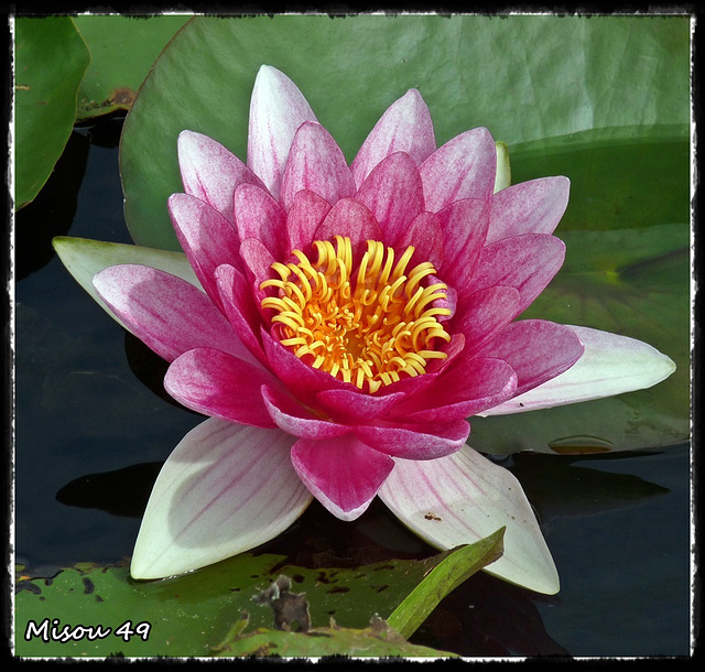 JARDINS du LORIOT-VENDEE