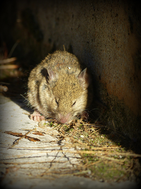 ...le cadeau de mon chat ,ce matin;elle a joué ,ne l'a pas blessé ,ce qui m'a permis de le remettre dans la colline ;cette pauvre bestiole était terrorisée......