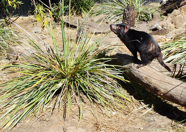 Tassie trip