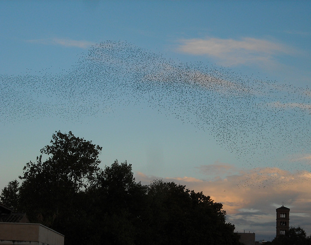 Uccelli in volo