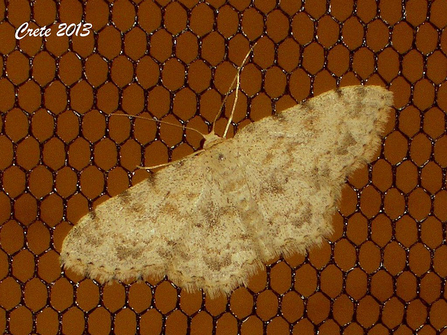 C005 Scopula luridata