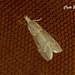 C007 Aphomia sociella Female (Bee Moth)