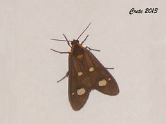 C008 Dysauxes famula