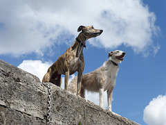 Irish boating dogs