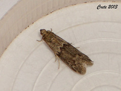 C012 Ectomyelois ceratoniae (Locust Bean Moth)
