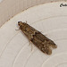 C012 Ectomyelois ceratoniae (Locust Bean Moth)