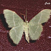 C013 Phaiogramma etruscaria