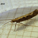 C014 Plutella xylostella (Diamond-back Moth)