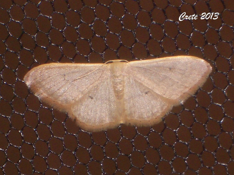 C016 Idaea eugeniata (Geranium Wave)