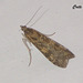 C017 Nomophila noctuella (Rush Veneer)