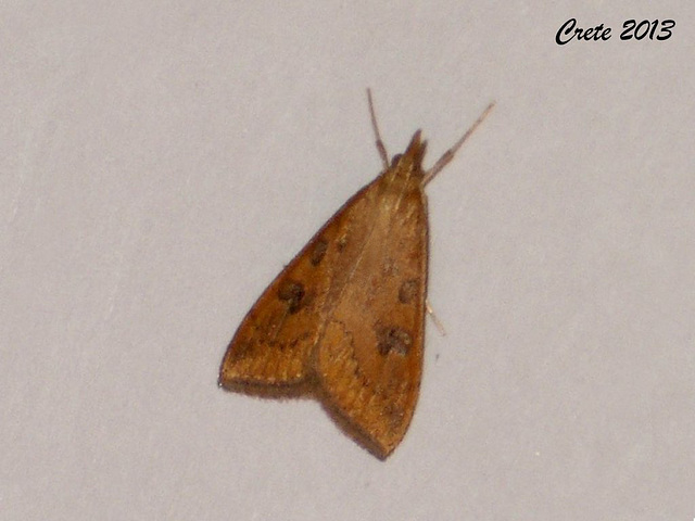 C018 Udea ferruginalis (Rusty Dot Pearl)