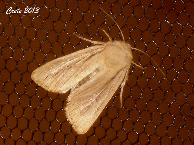 C023 Mythimna impura (Smoky Wainscot)