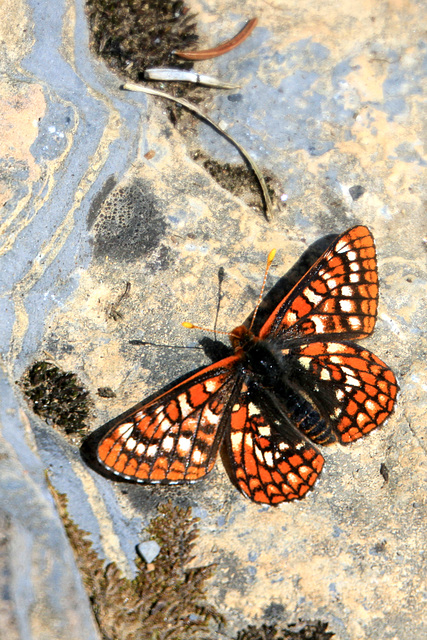 Variable Checkerspot