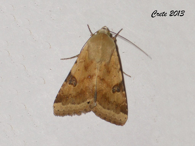 C027 Heliothis peltigera (Bordered Straw)