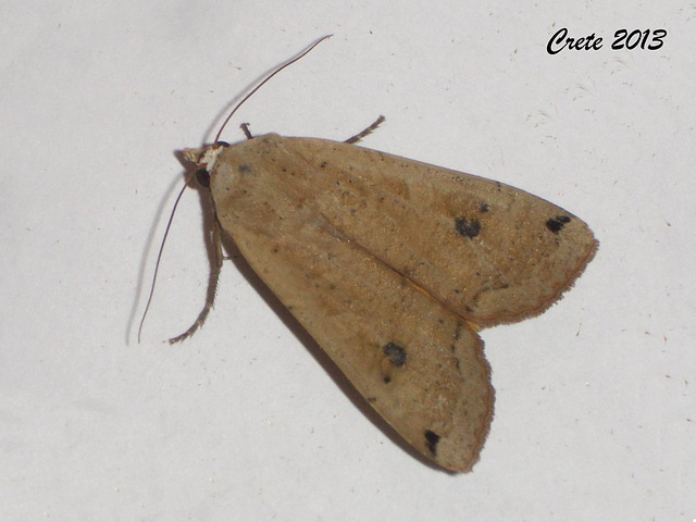 C028 Noctua pronuba (Large Yellow Underwing)