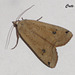 C028 Noctua pronuba (Large Yellow Underwing)