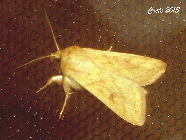 C029 Mythmnia vitellina (Delicate)