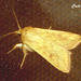 C029 Mythmnia vitellina (Delicate)