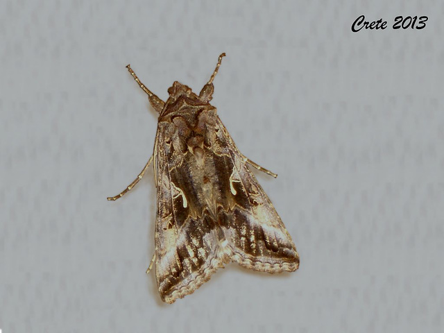 C030 Autographa gamma (Silver Y)