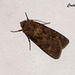 C031 Agrotis segetum (Turnip Moth)