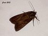 C035 Peridroma saucia (Pearly Underwing)