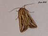 C038 Mythmnia l-album (L-album Wainscot)